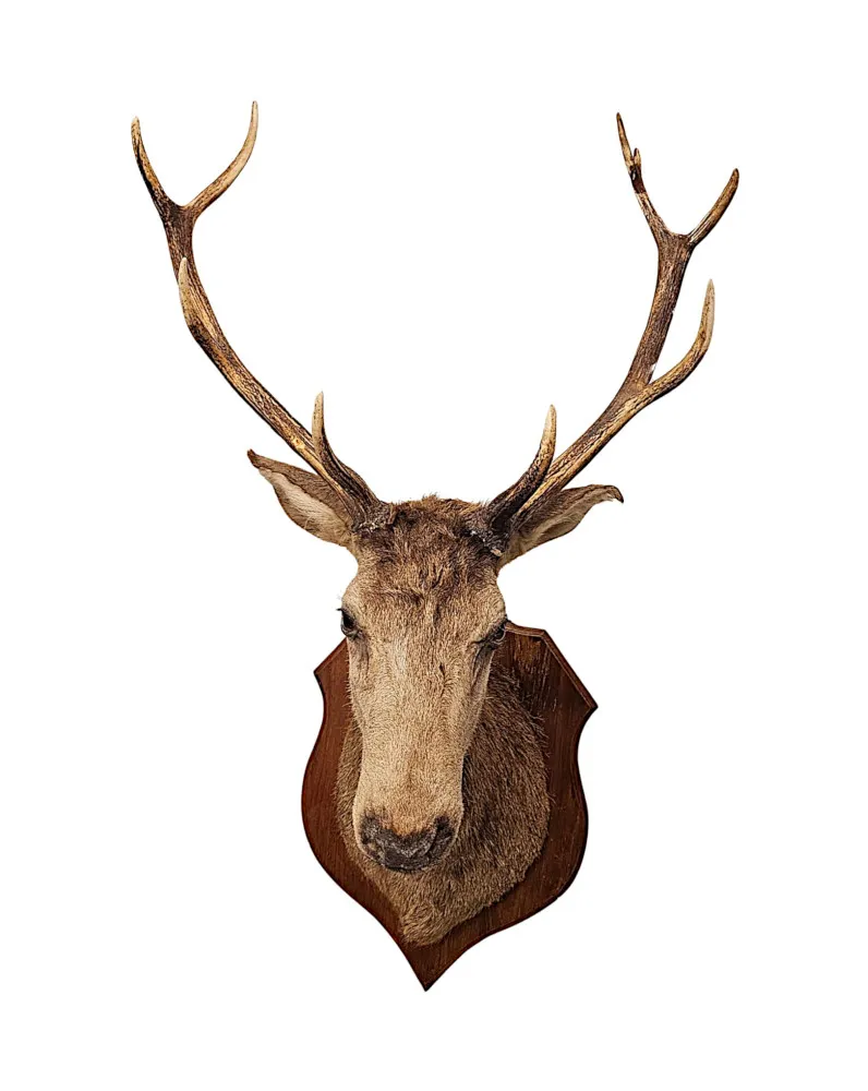  A Very Fine Large 20th Century Taxidermy Stags Head 