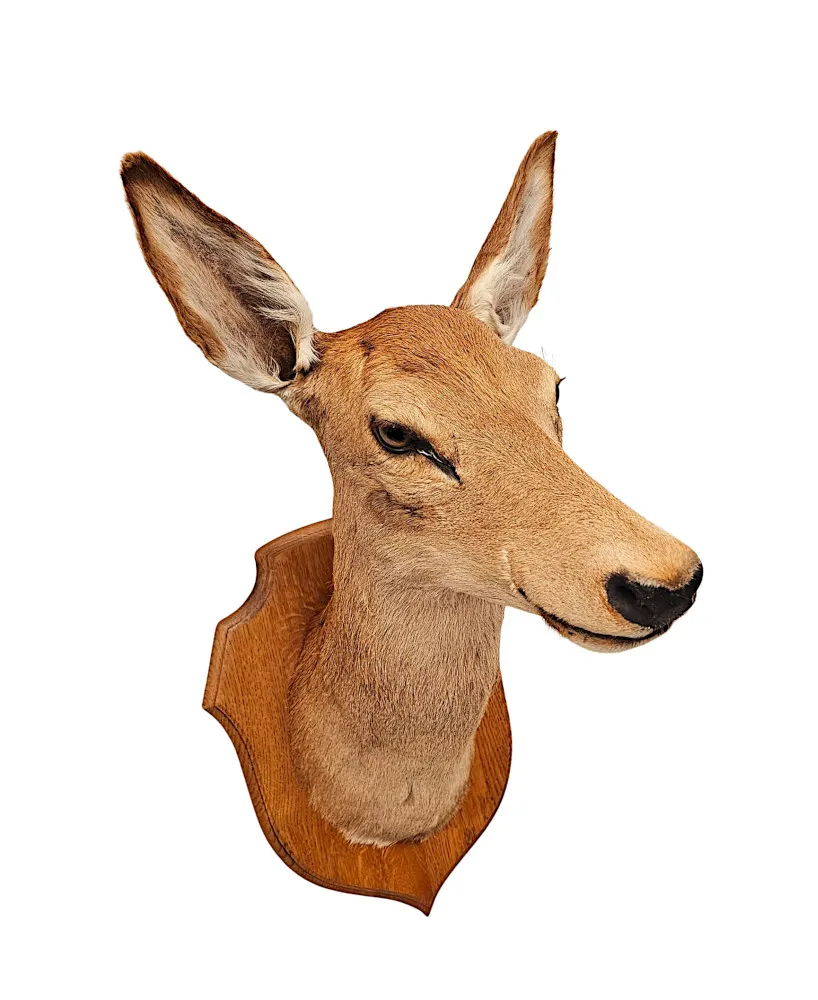 A Very Fine 20th Century Taxidermy Deer Head
