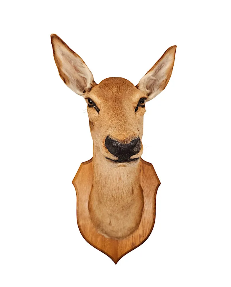 A Very Fine 20th Century Taxidermy Deer Head
