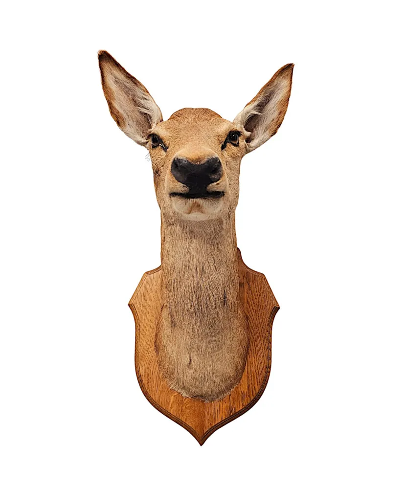 A Very Fine 20th Century Taxidermy Deer Head