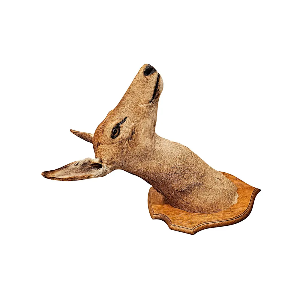 A Very Fine 20th Century Taxidermy Deer Head