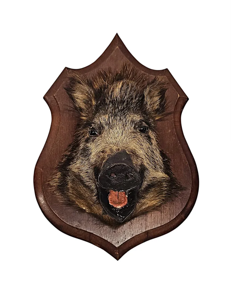 A Very Fine Antique Taxidermy Wild Boars Head