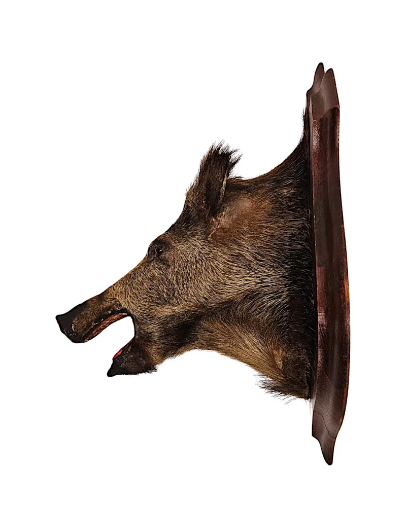 A Very Fine Antique Taxidermy Wild Boars Head