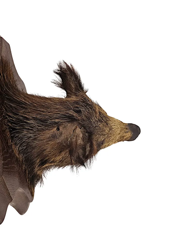 A Very Fine Antique Taxidermy Wild Boars Head