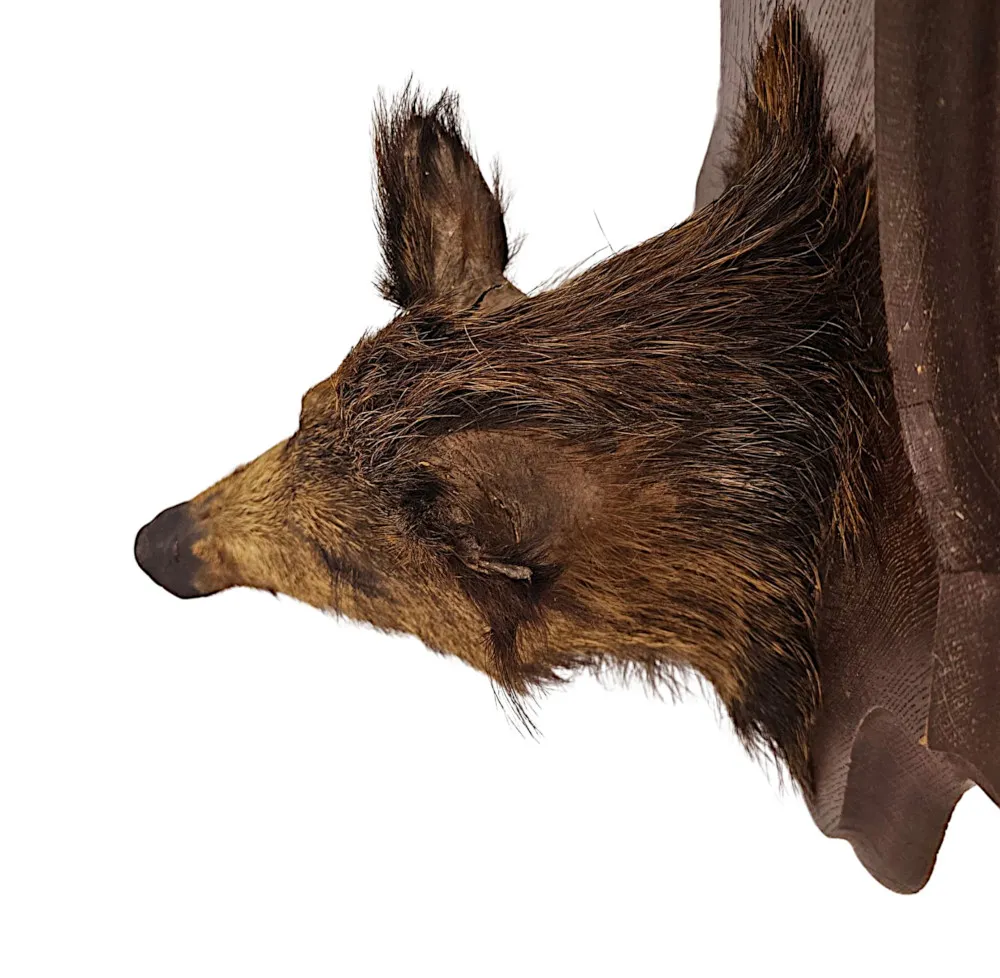 A Very Fine Antique Taxidermy Wild Boars Head