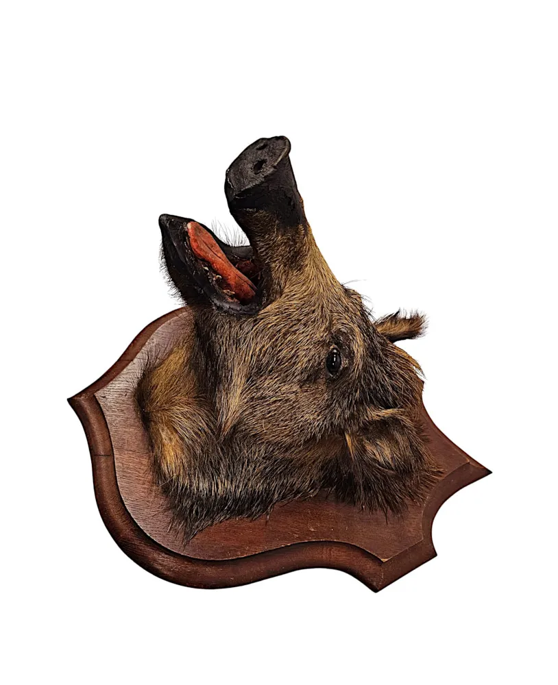 A Very Fine Antique Taxidermy Wild Boars Head