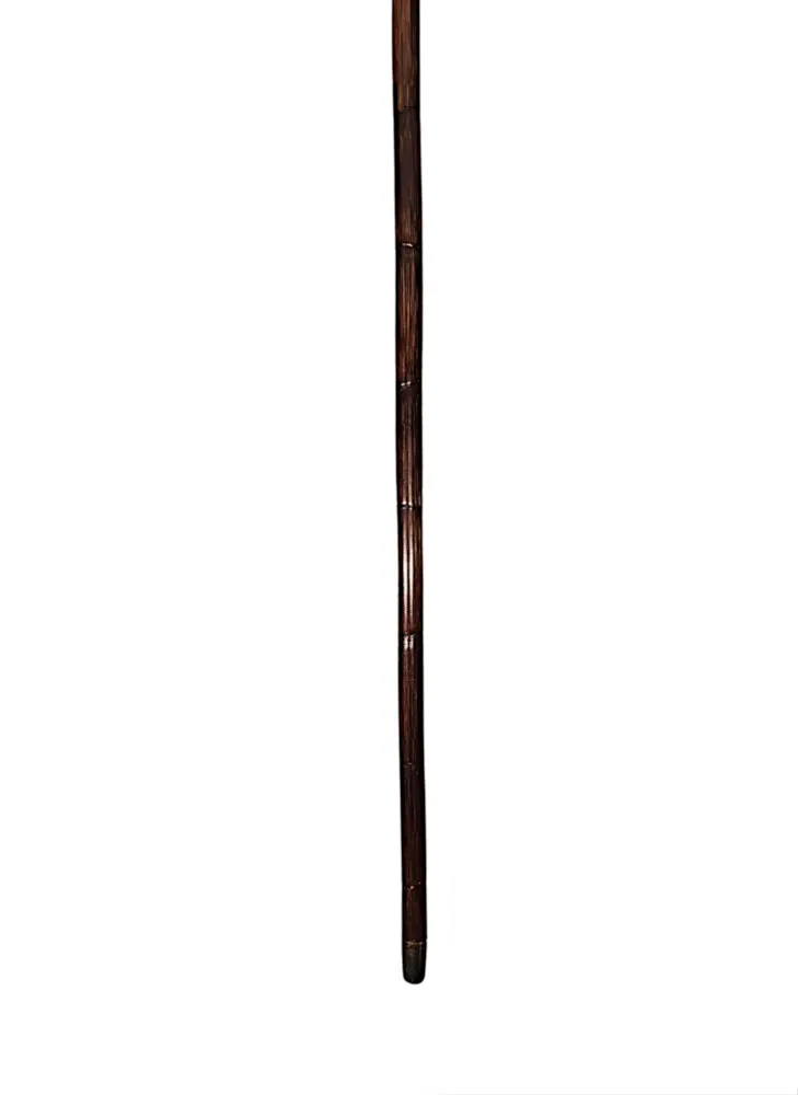 A Very Rare 19th Century Walking Cane with a Dogs Head Handle and Gold Mounted Collar